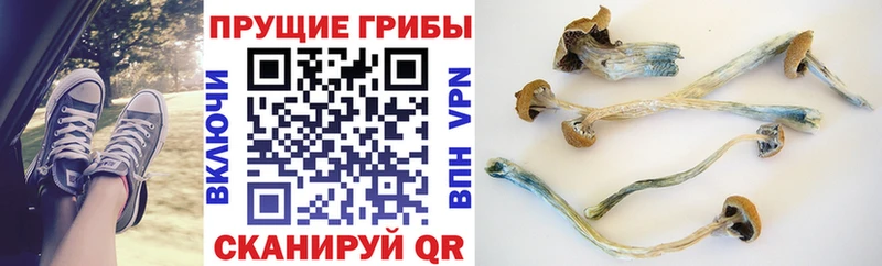 Галлюциногенные грибы Cubensis  наркошоп  Черепаново 